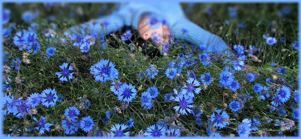 Открытки с васильковым полем скачать бесплатно. Открытки с васильковым полем ...