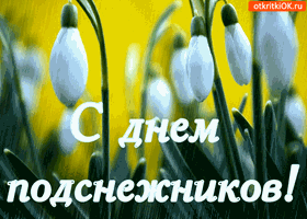 Открытки с днём подснежника gif. Открытки с днём подснежника скачать.