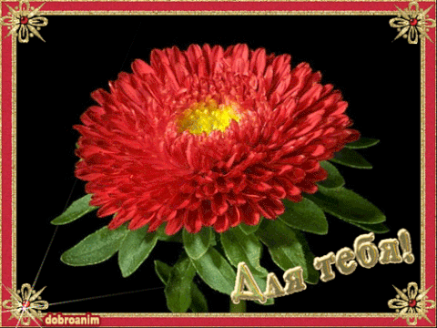 Открытки с астрами скачать бесплатно. Открытки с астрами онлайн.