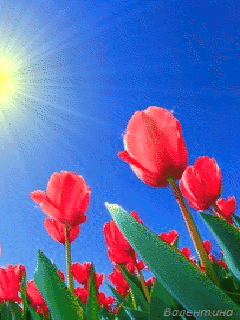 Открытки с красными тюльпанами скачать. Открытки с красными тюльпанами с аним...