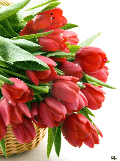 Открытки с красными тюльпанами скачать. Открытки с красными тюльпанами с аним...