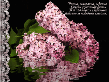 Открытки с розовой сиренью скачать бесплатно. Открытки с розовой сиренью онлайн.