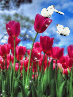 Открытки с полем тюльпанов анимационные. Открытки с полем тюльпанов gif.