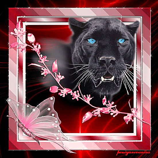 Открытки с пантерой скачать бесплатно. Открытки с пантерой gif.