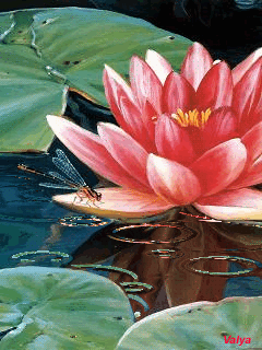 Открытки с водяными лилиями скачать бесплатно. Открытки с водяными лилиями он...