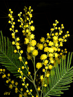 Открытки с мимозой скачать бесплатно. Открытки с мимозой онлайн.