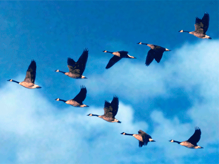 Открытки с парящими в небе птицами скачать бесплатно. Открытки с парящими в н...