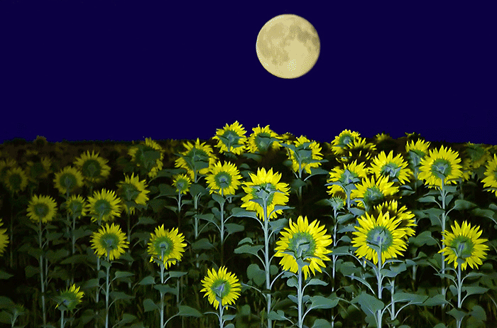 Открытки с подсолнухами в поле скачать бесплатно. Открытки с подсолнухами в п...