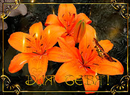 Открытки с оранжевыми лилиями скачать бесплатно. Открытки с оранжевыми лилиям...