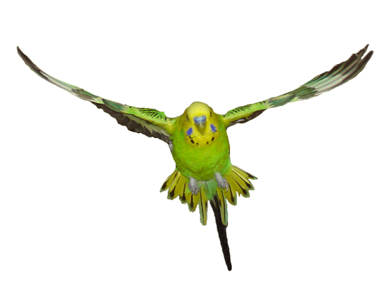 Открытки с попугаями скачать. Открытки с попугаями бесплатно.