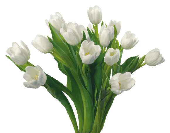 Открытки с белыми тюльпанами gif. Открытки с белыми тюльпанами скачать.