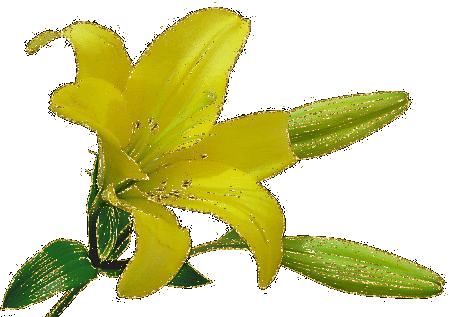 Открытки с желтыми лилиями gif. Открытки с желтыми лилиями скачать.