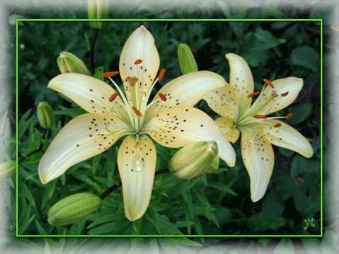 Открытки с лилейниками анимационные. Открытки с лилейниками gif.