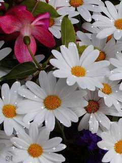 Открытки с ромашковым полем с анимациями. Открытки с ромашковым полем gif.