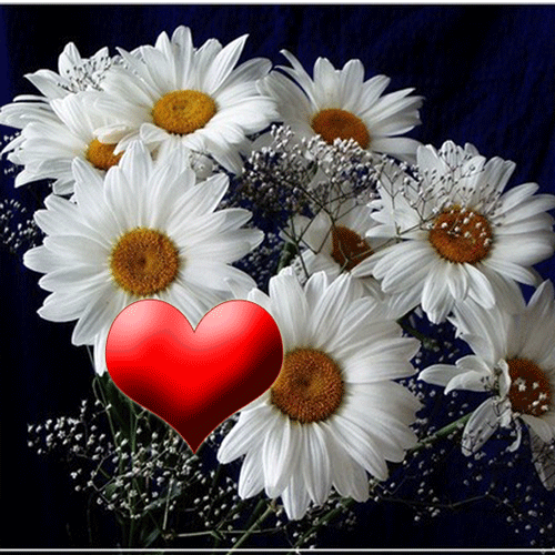 Открытки с букетом ромашек скачать бесплатно. Открытки с букетом ромашек онлайн.