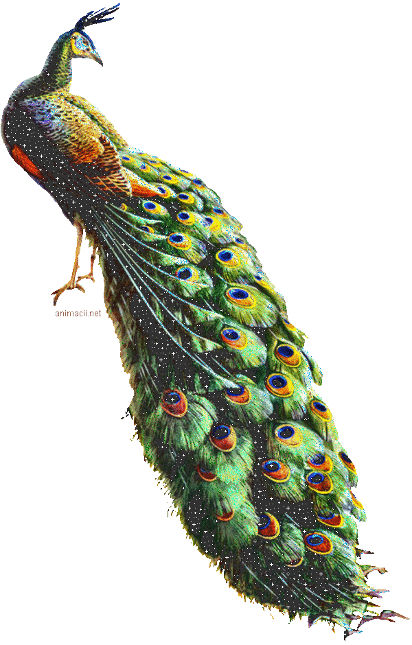 Открытки с павлинами скачать бесплатно. Открытки с павлинами gif.