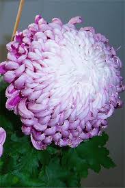 Открытки с хризантемами скачать бесплатно. Открытки с хризантемами онлайн.