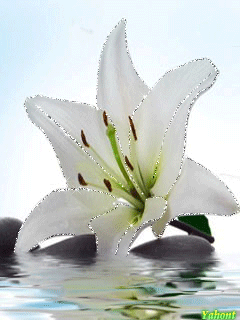 Открытки с белой лилией скачать бесплатно. Открытки с белой лилией gif.