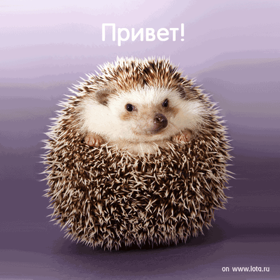 Открытки с ёжиками. 