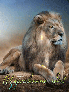 Открытки со львами.