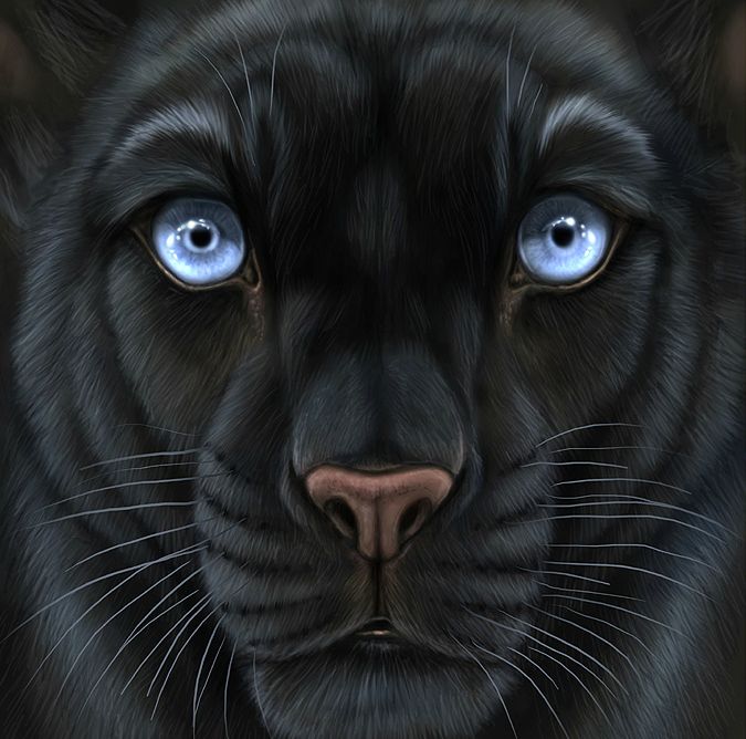 Открытки с пантерой.