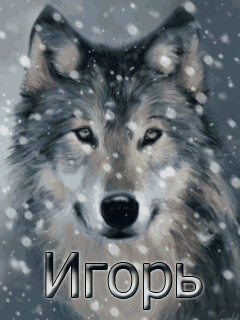 Открытки с именем Игорь.