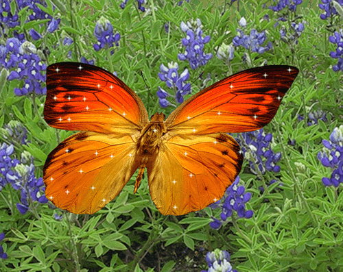 Открытки с бабочками.