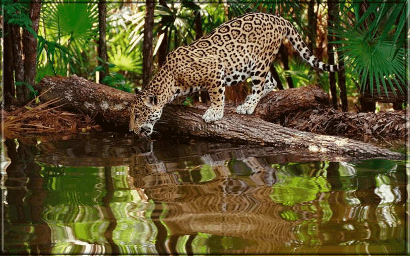 Открытки с леопардом.