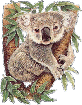 Открытки с коалой.