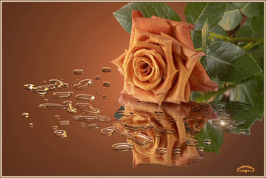 Открытки с чайной розой.