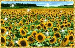 Открытки с подсолнухами в поле.