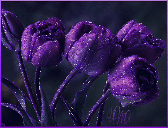 Открытки с фиолетовыми тюльпанами.