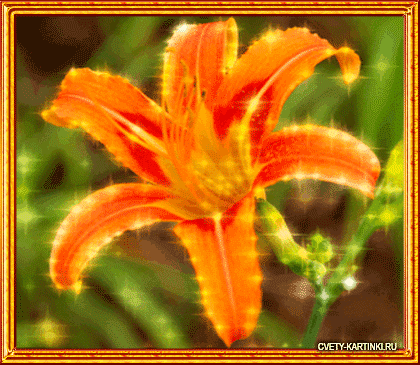 Открытки с оранжевыми лилиями.