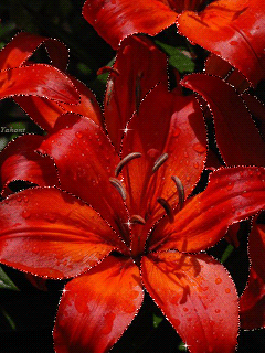 Открытки с красной лилией.