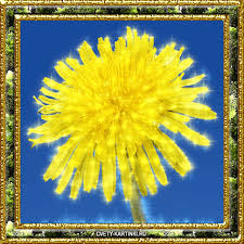 Открытки с желтыми одуванчиками.