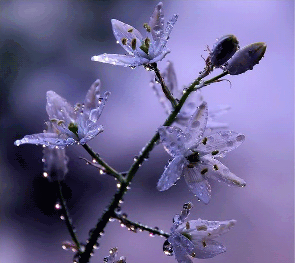 Открытки с росой на цветах.