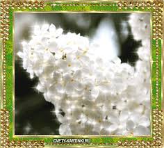 Открытки с белой сиренью.