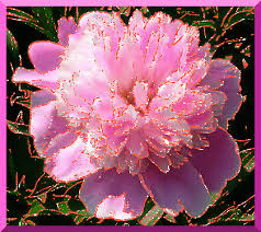 Открытки с розовыми пионами.