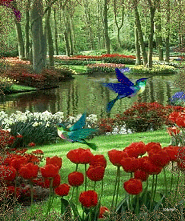 Открытки с колибри.