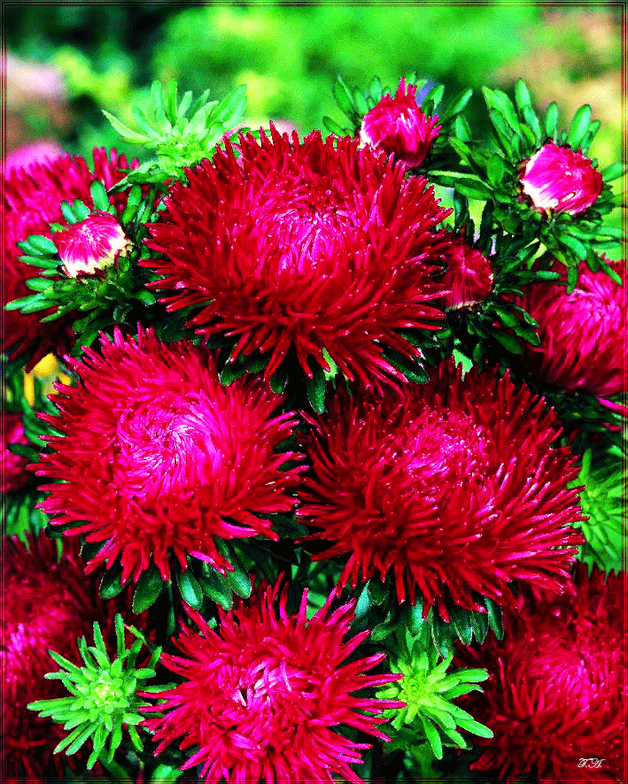 Открытки с астрами.