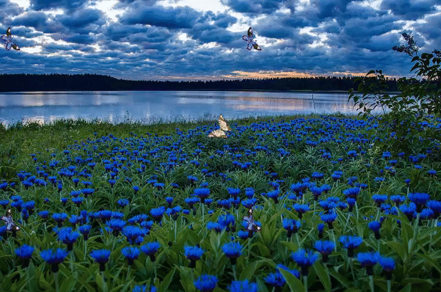 Открытки с васильковым полем.