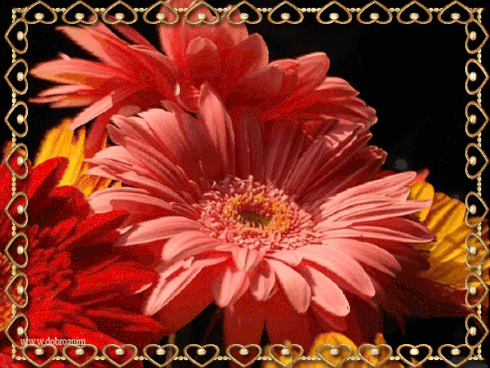 Открытки с герберами.