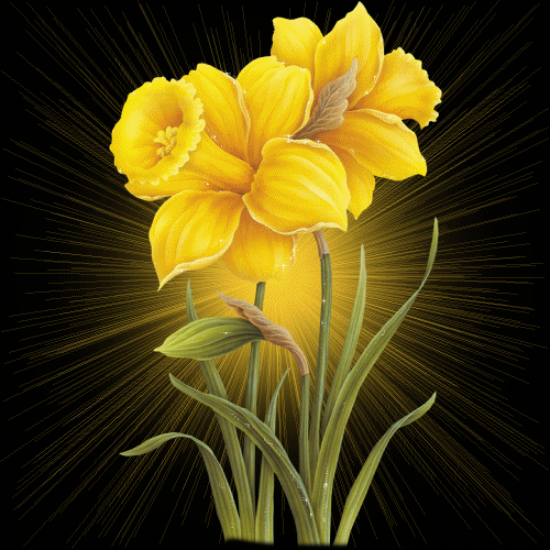 Открытки с желтыми нарциссами.