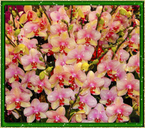 Открытки с розовыми орхидеями.