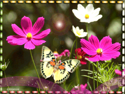 Открытки с космеями.