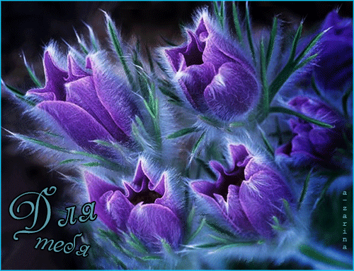 Открытки с прострелами.