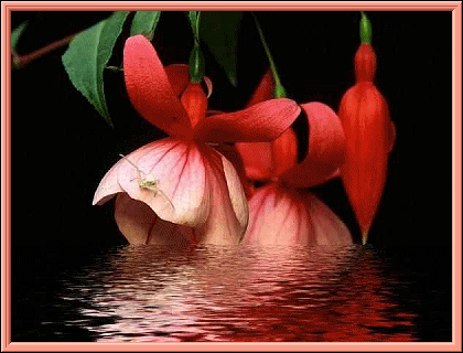 Открытки с фуксией.