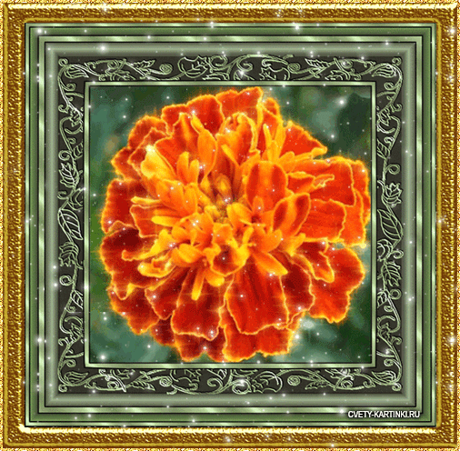 Открытки с бархатцами.