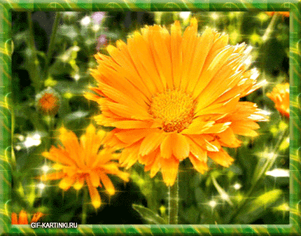 Открытки с календулой.