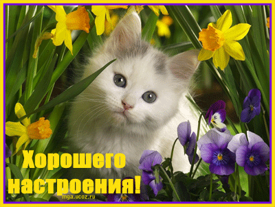 Открытки хорошего настроения.